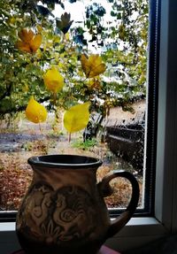 Close-up of yellow flowering plants by window