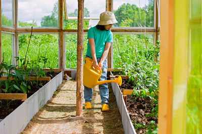 A one little girl in a green t-shirt waters with a yellow watering can, tomato bushes in greenhouse