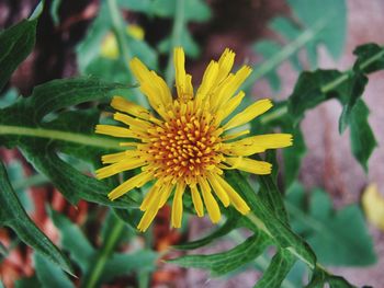 Close-up of yellow flower blooming outdoors