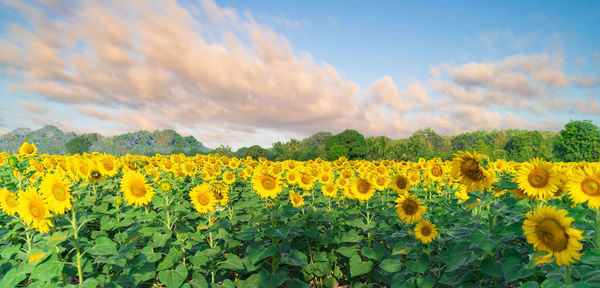 Scenic view of sunflower field against cloudy sky