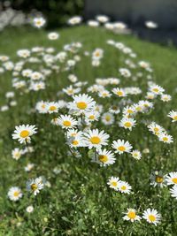 Close-up of white daisy flowers