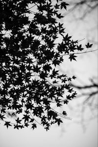 Low angle view of silhouette tree branches against sky