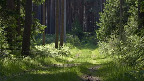 Scenic view of forest