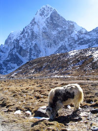 Sheep standing on snow covered mountain