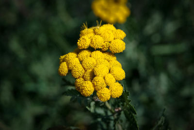 Close-up of yellow marigold blooming outdoors