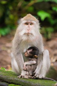 Monkey sitting outdoors