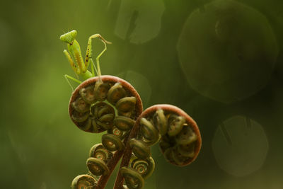 Praying mantish on fern