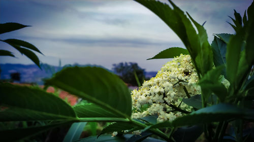 Close-up of flowering plant against cloudy sky