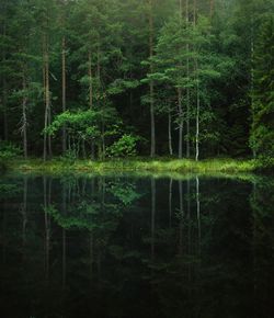 Scenic view of calm lake with trees reflection in forest