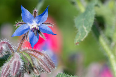 Close up of a borage flower