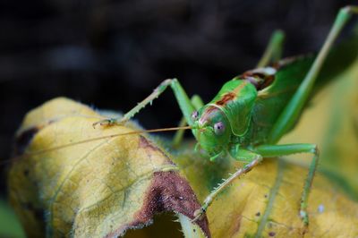 Close-up of insect on leaves