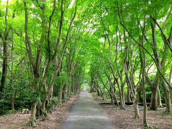 Dirt road amidst trees