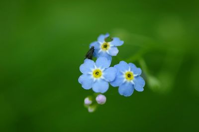 Close-up of purple flowers