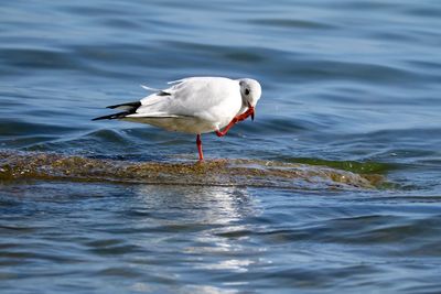 Seagull flying over sea