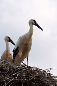 Low angle view of bird perching on nest against sky