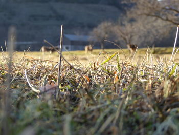 Close-up of grass on field