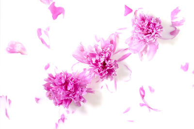 Close-up of pink flowers against white background