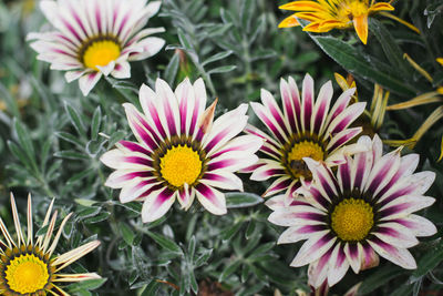 Close-up of pink flowers in park