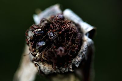 Close-up of insect on dry flower
