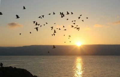 Flock of birds flying over sea