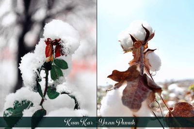 Close-up of frozen plant against sky