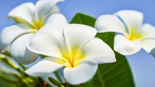 Close-up of white frangipani flowers