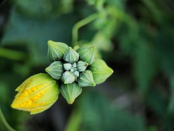 Close-up of flowering plant