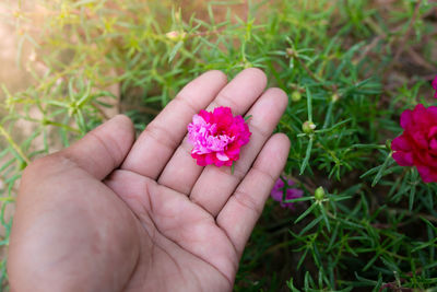 Close-up of hand holding pink flower