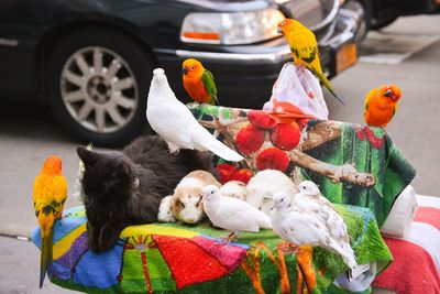 Close-up of birds perching