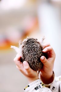 Close-up of hands holding hedgehog