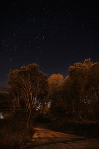 Low angle view of trees against sky at night