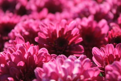 Close-up of pink flowering plants