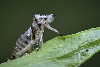 Close-up of insect on leaf