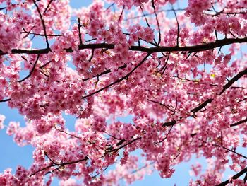 Low angle view of cherry blossom tree