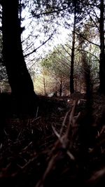 Low angle view of trees in forest