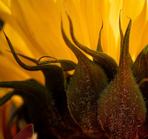 Close-up of sunflower against plant