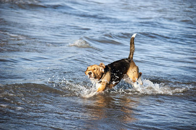 Dog playing in the water of a sea during a sunny day