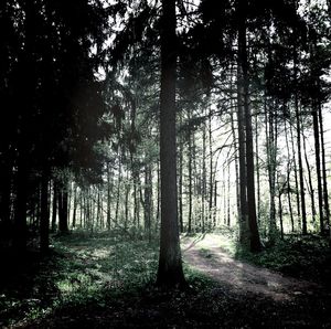 Trees in forest