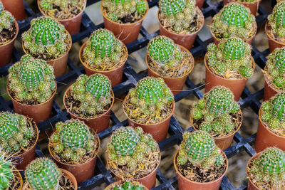 High angle view of potted plants