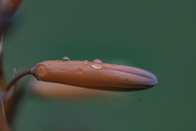 Close-up of water drops on flower