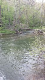 River in forest