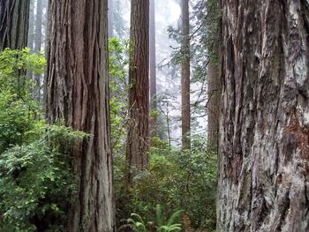 Trees growing in forest