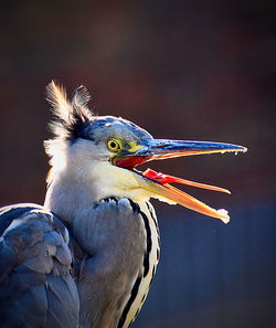 Close-up of a bird looking away