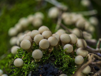 Close-up of mushrooms growing on plant