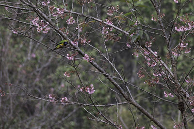 Close-up of flowers on branch