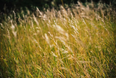 Plants growing on field