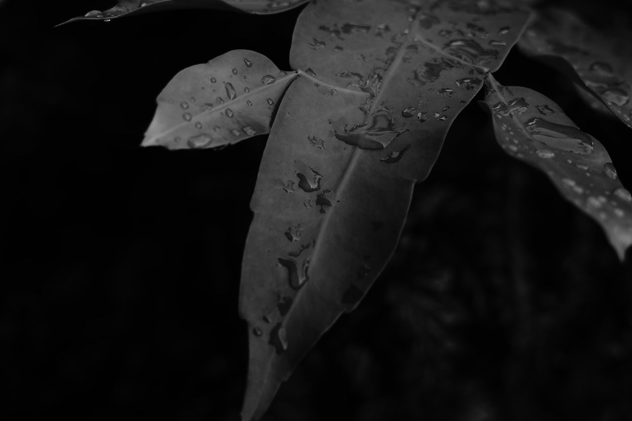 CLOSE-UP OF WET PLANT LEAVES