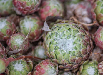 Full frame shot of fruits for sale at market