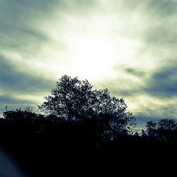 Low angle view of silhouette trees against sky