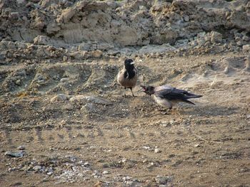 Birds perching on rock